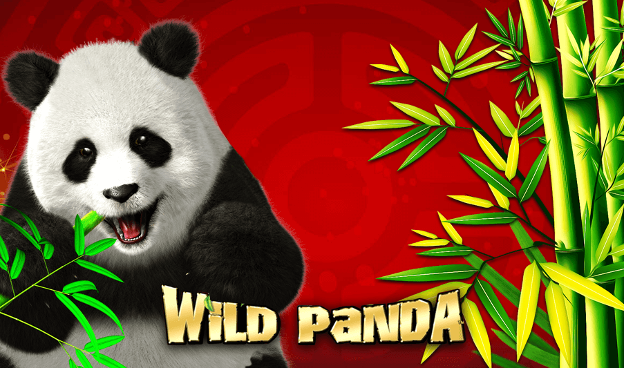 Wild Giant Panda รีวิว